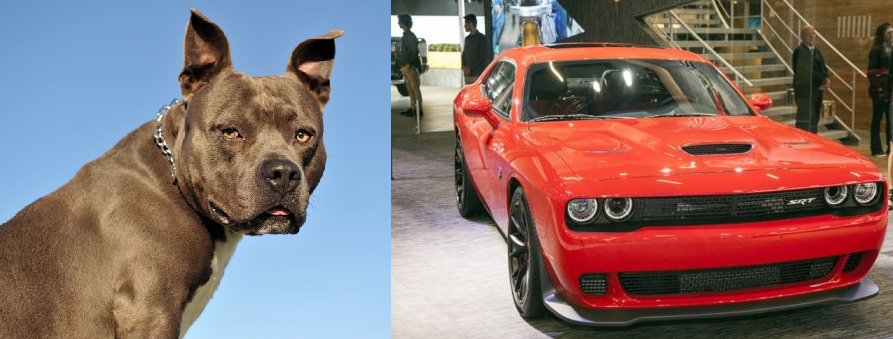 Cães