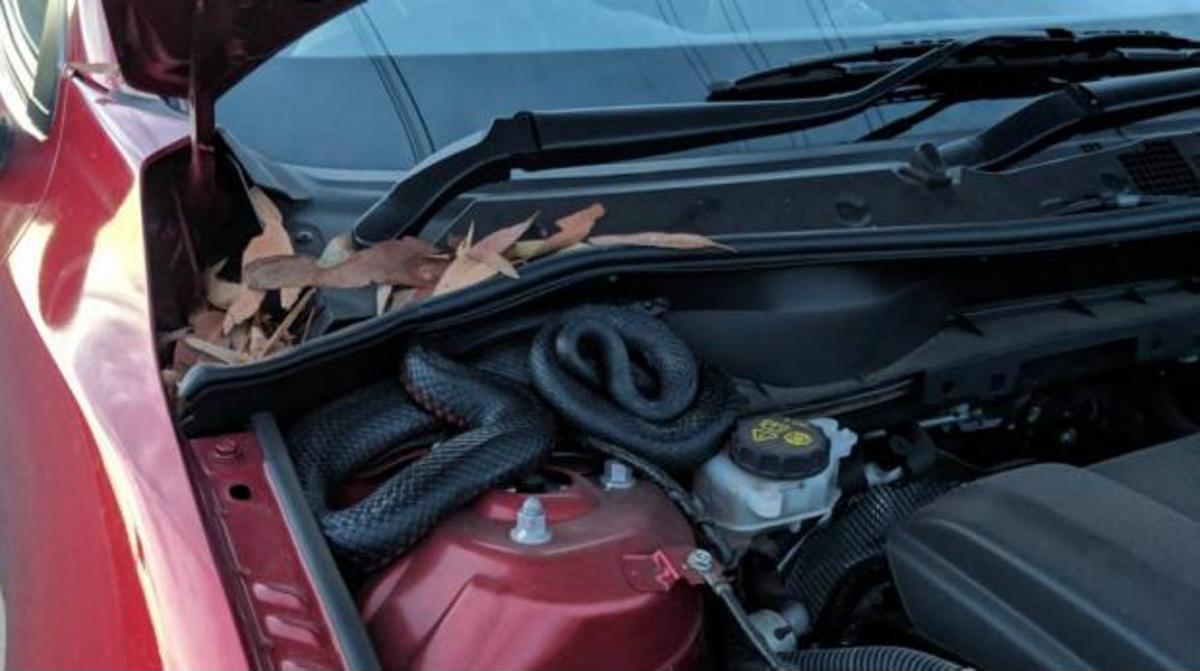 Cobra de dois metros e meio foi encontrada em motor de um carro na Austrália