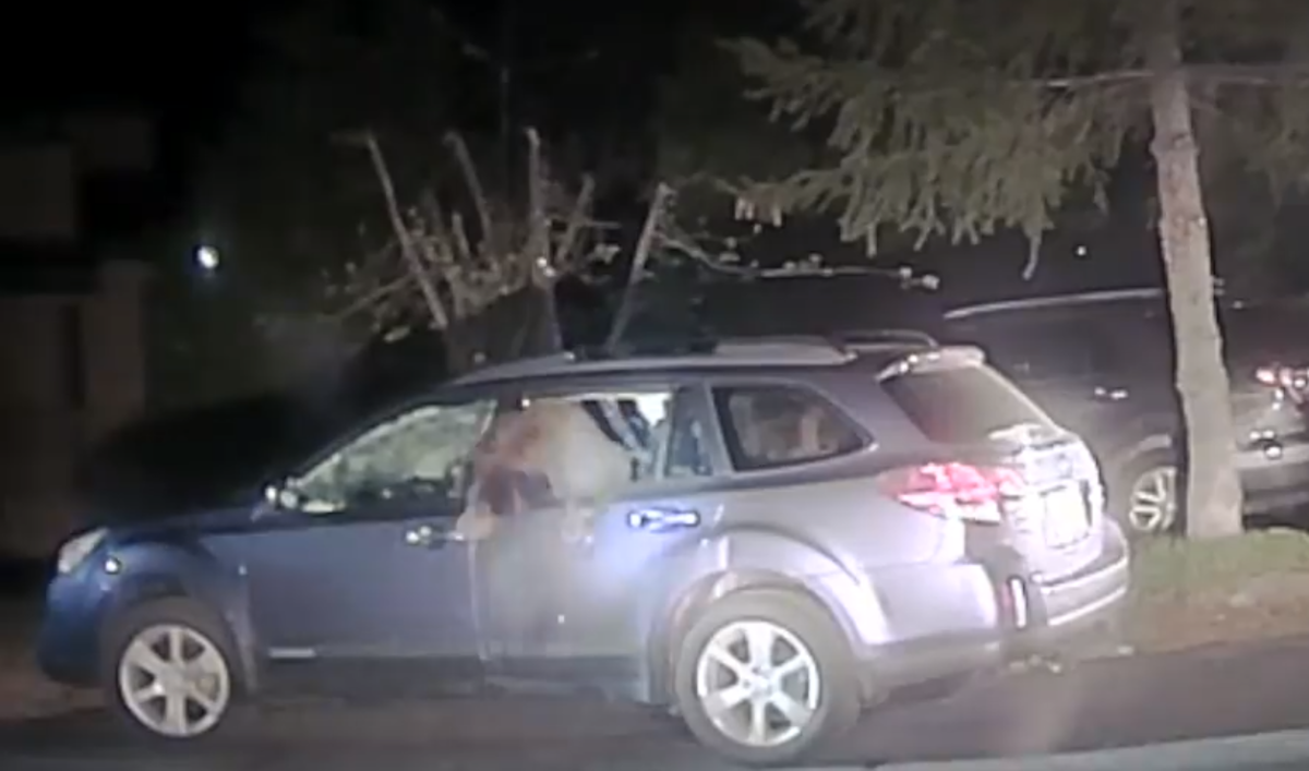 urso dentro do carro