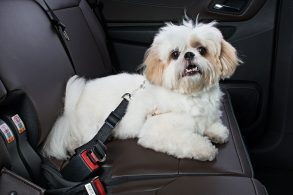 cachorro shih tzu branco com cinto de segurança em banco traseiro de carro