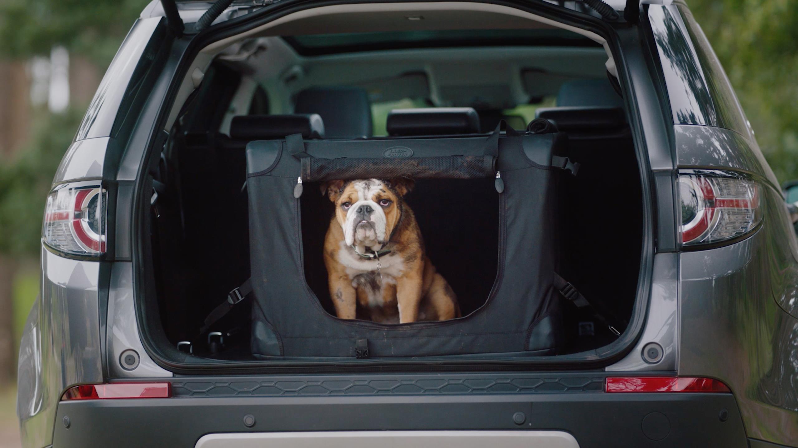 cachorro em caixa de transporte dentro do porta malas de land rover