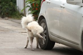 cachorro xixi roda carro oxidar