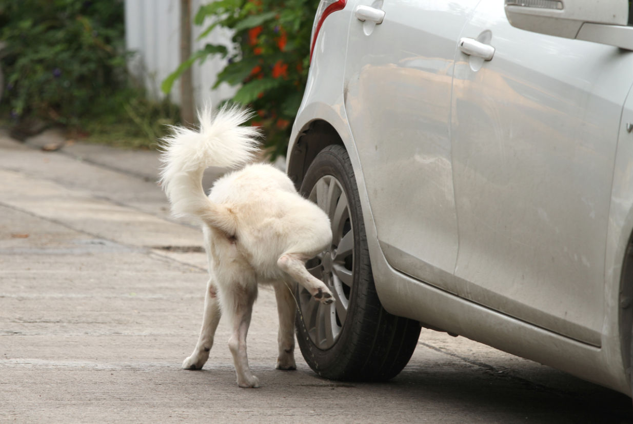 Cachorro fazendo xixi na roda de um carro estacionado na rua