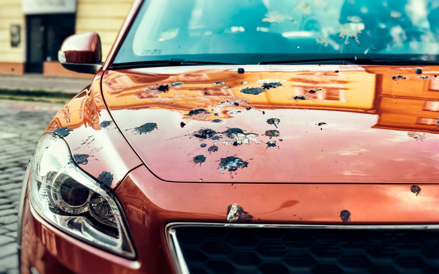 carro coco de passarinho shutterstock