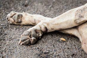 patas de cahorro no asfalto representando atropelamento de animais