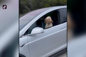 Cachorro estava sozinho no banco da frente do Tesla Modelo X