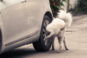 Xixi do cachorro pode oxidar a porca ou o parafuso da roda do carro