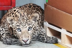 leopardo que invadiu fabrica da mercedes benz na india