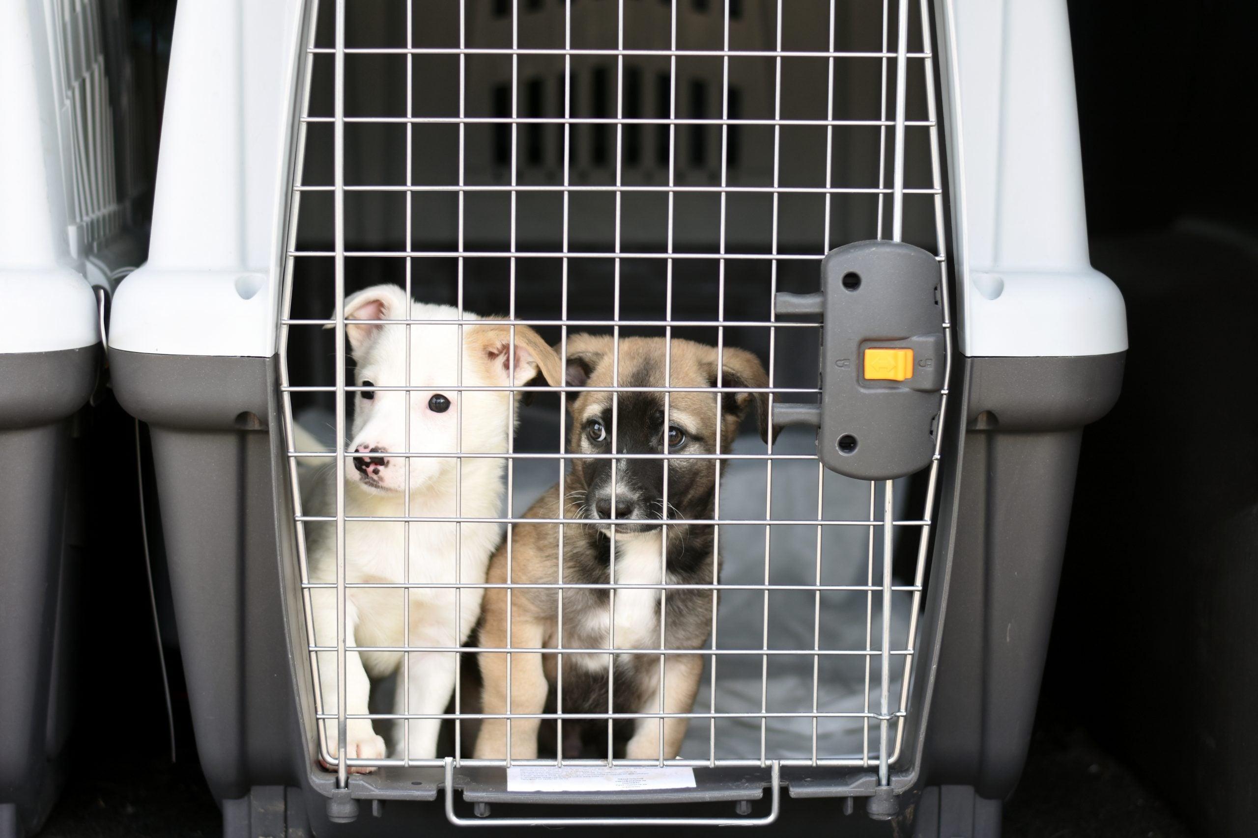 Quem usar veículos para abandonar animais pode ter a CNH suspensa