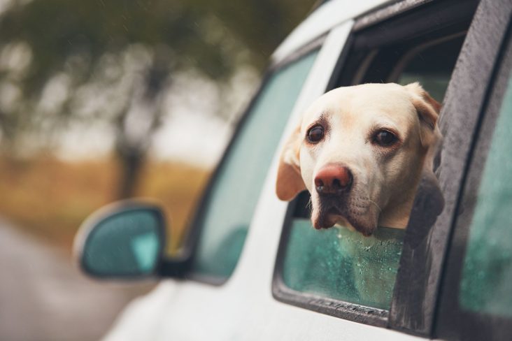 cachorro com a carinha triste shutterstock 720838687