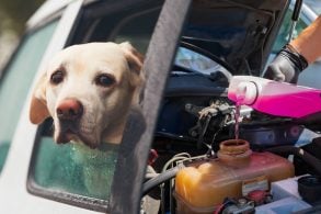 cachorro na janela motor etilenoglicol