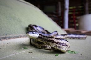 cobra em capo de carro