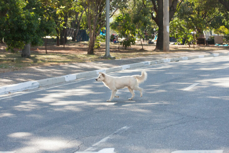 Cachorro atravessando a rua- Animais atropelados deve ser socorridos obrigatoriamente