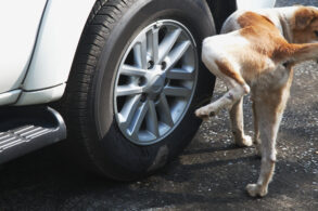 cachorro xixi roda pneu shutterstock 132082643