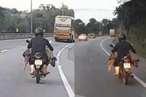 Porco andando de moto