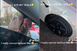 pitbull come tesla