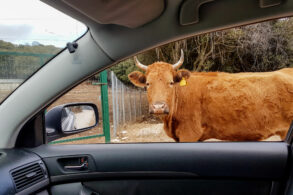 gado visto pela janela do carro