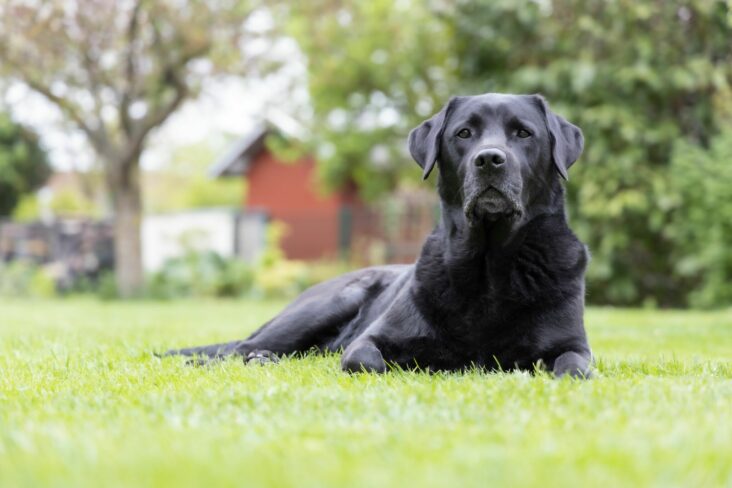 cao labrador preto deitado no gramado