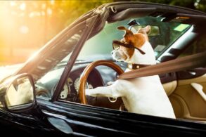 Homem embriagado coloca cachorro para dirigir para fugir de blitz