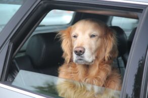 vidro aberto com cachorro na janela 1