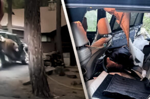 urso dentro do carro portal