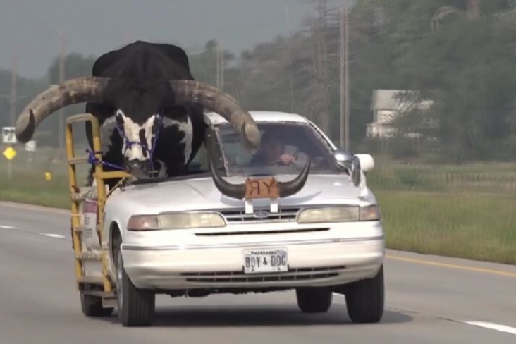 Homem leva touro no banco do passageiro de um automóvel ‘adaptado’