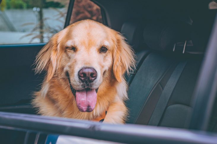 cachorro golden retriver no banco traseiro do carro olhando pela janela piscando um olho foto jorge lopes