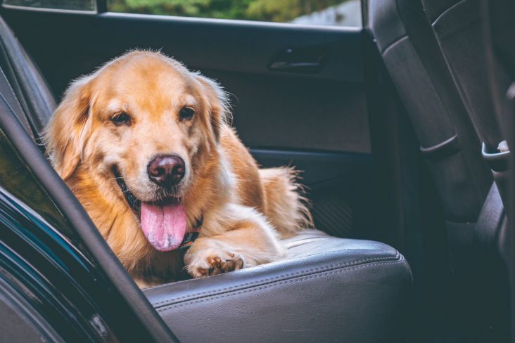 cachorro golden retriver deitado no banco traseiro de carro foto jorge lopes