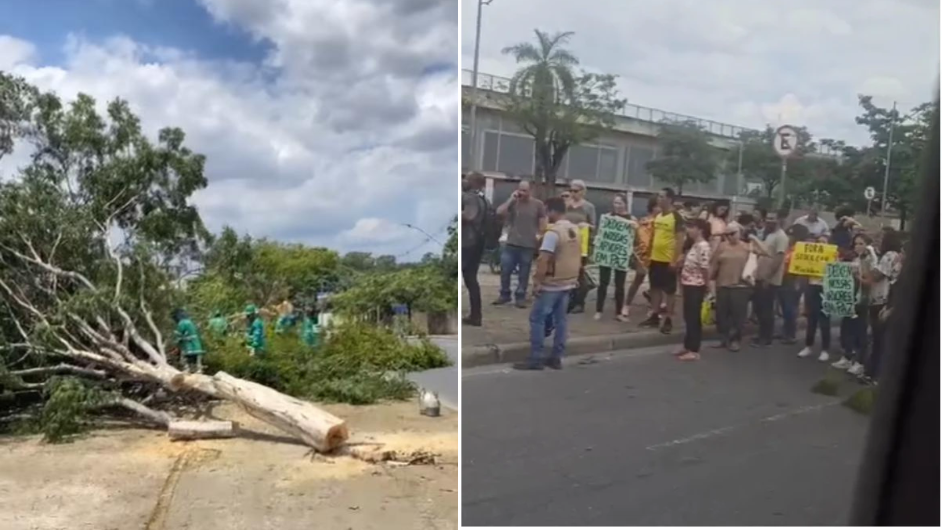 Corte de árvores em torno do Mineirão gera desaprovação a Stock Car, PBH promete plantio de novas unidades arbóreas