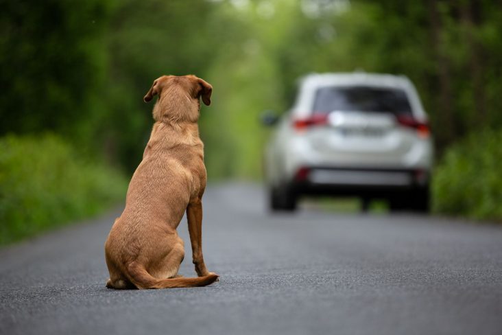 cachorro caramelo sentado estrada com carro branco desfocado ao fundo shutterstock