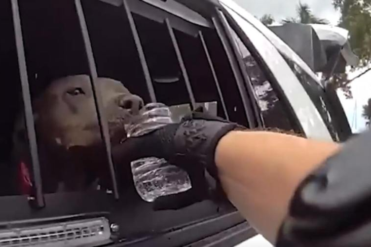 Dog rescue police body camera 1