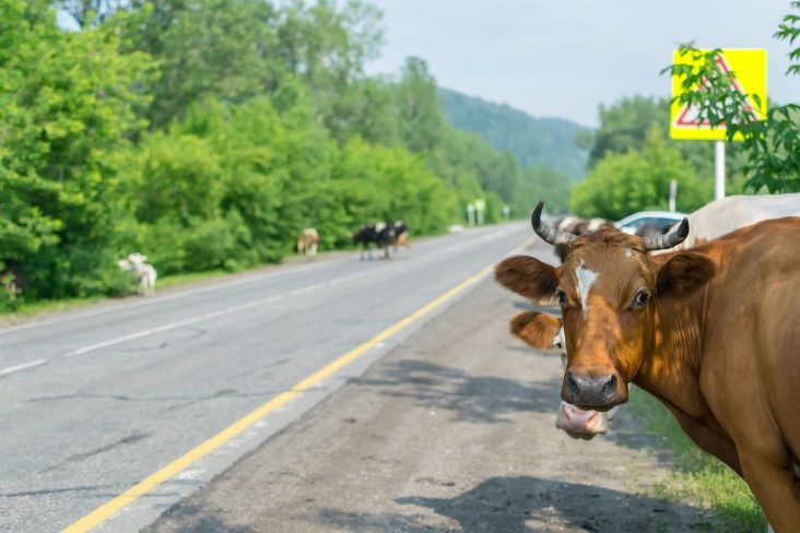 shutterstock vacas atravessando uma estrada podem causar acidente de trânsito