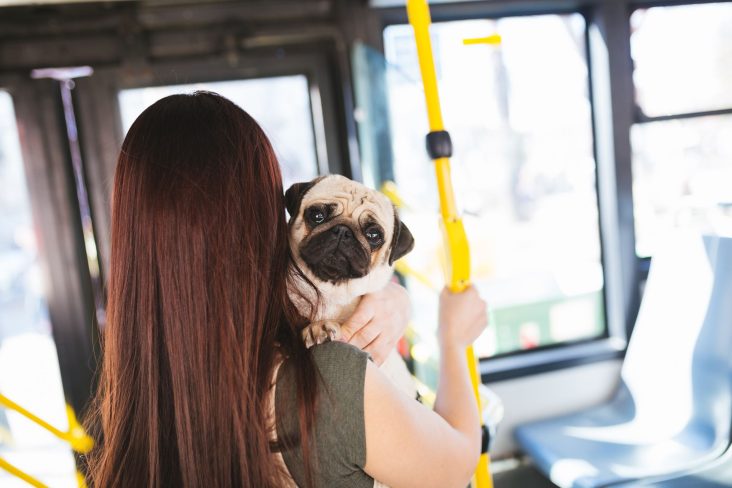 TRANSPORTE PET EM ONIBUS SHUTTERSTOCK