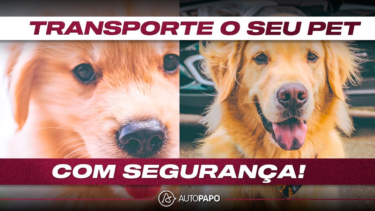 Avança regulamentação de viagem com animais em carros de aplicativo