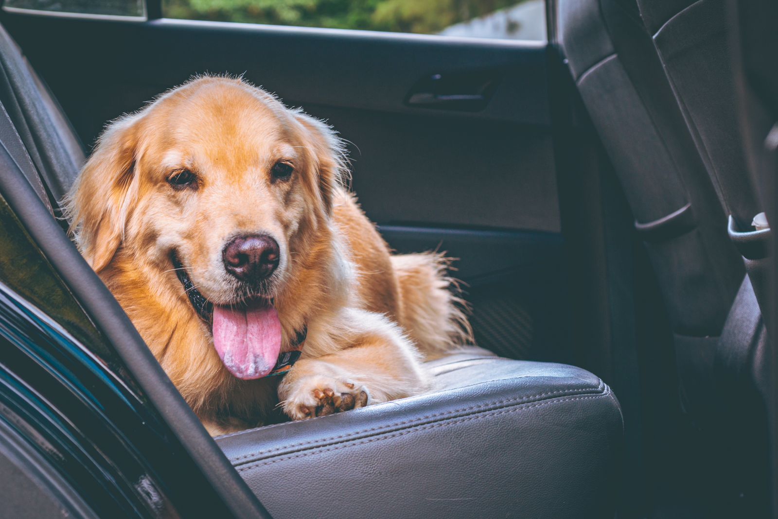 Avança regulamentação de viagem com animais em carros de aplicativo