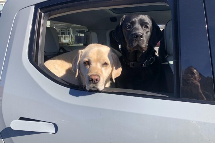 cachorros em um rivian reprodução das redes sociais