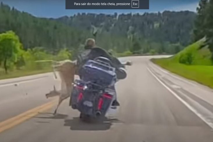 Colisão impressionante: homem bate em veado com Harley e não cai