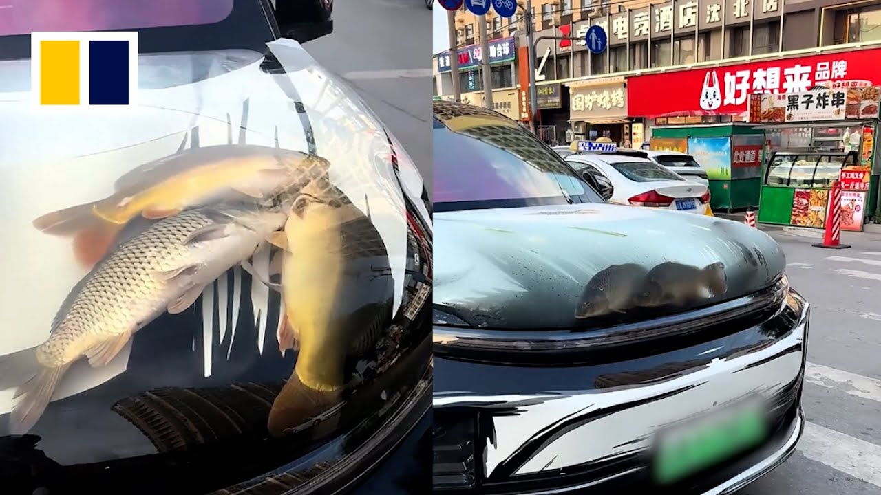 Homem transforma capô de SUV em aquário ilegal; imagine o resultado…