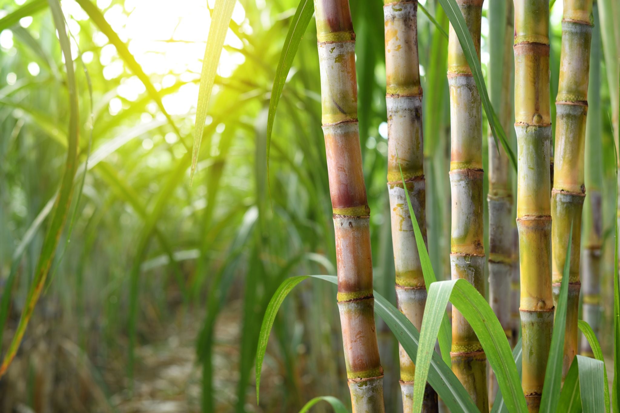 Cana de açúcar