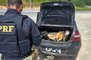 PRF apreende veiculo com cinco bodes no porta mala