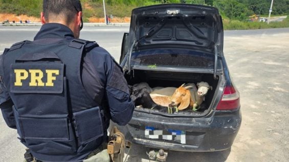PRF apreende carro de locadora e resgata cinco bodes em porta-malas em Pernambuco