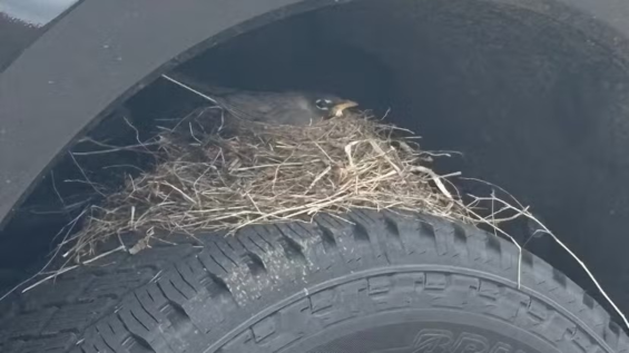 Pássaro raro faz ninho em pneu de uma Ford F-250, que agora não pode sair do lugar até os filhotes voarem
