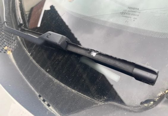 Arruaceiro alado periquito destrói carros e causa prejuízo na Escócia (1)