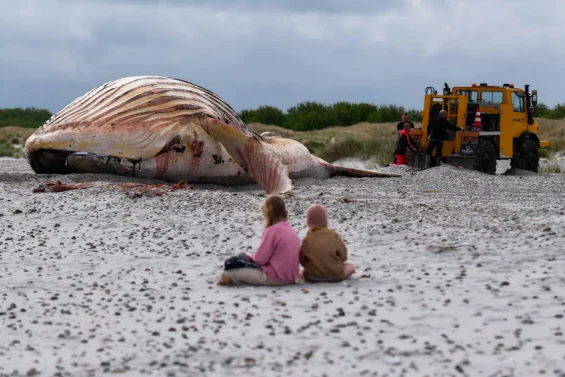 Baleia Timmy, que comoveu a Europa, terá gordura transformada em biodiesel
