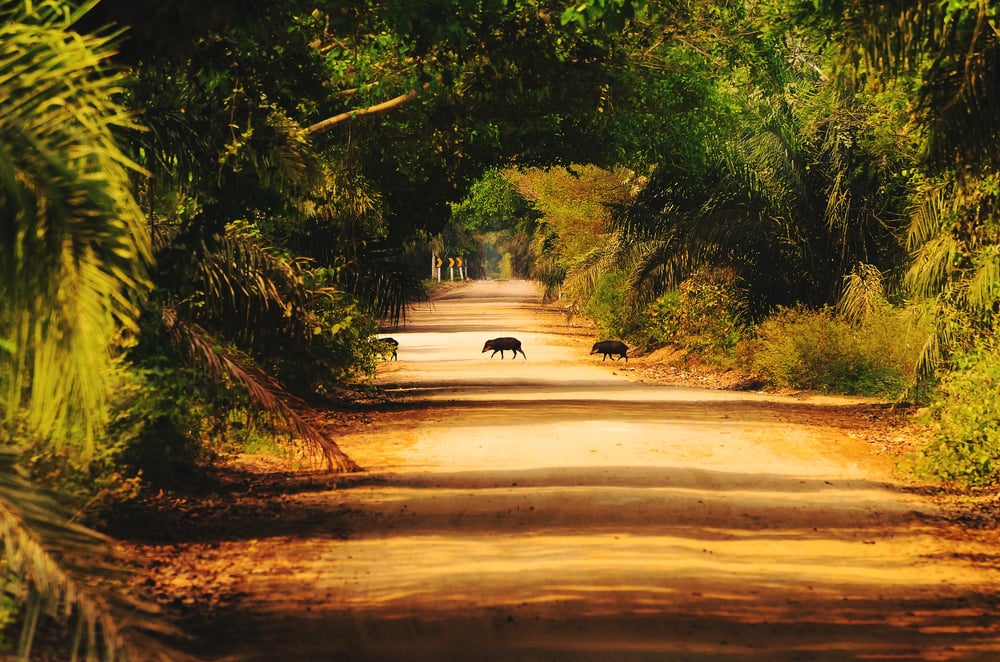 Country,Road,Surrounded,By,Nature,With,A,Group,Of,Wild