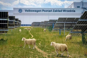 Ovelhas na fábrica da Volkswagen na Polônia 2