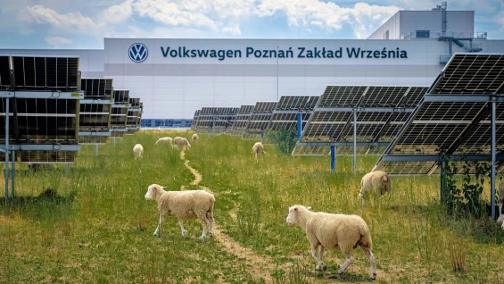 Volkswagen contrata 100 ovelhas para trabalhar em sua fábrica