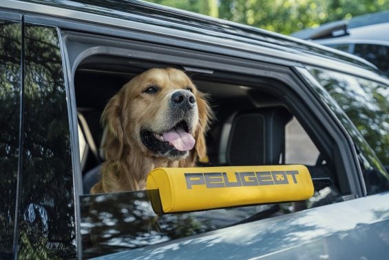 Peugeot E 5008 Dog Edition 4