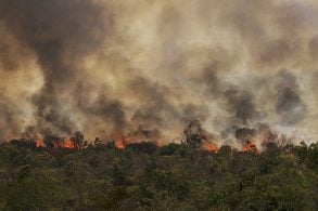 Brasília (DF), 16/09/2024 Grandes focos de incêndio atingem áreas do Parque Nacional de Brasília Foto: Marcelo Camargo/Agência Brasil