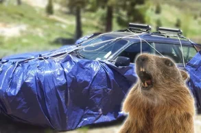 MARMOTAS LONA 1